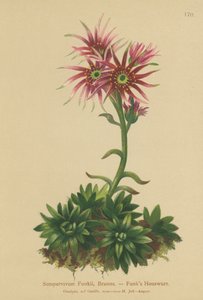 Funks Hen and Chicks (Sempervivum Funkii) av German School