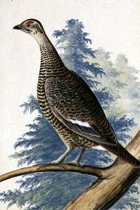 Game Bird, ca. 1740 (akvarell på papir) av German School