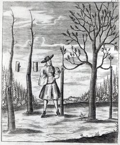 Gardening and Plant Maladies, en illustrasjon fra 