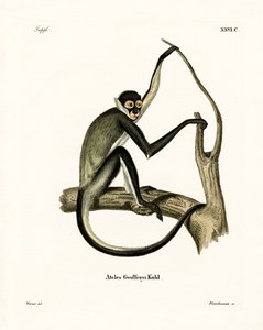 Geoffroy's Spider Monkey (farget gravering) av German School