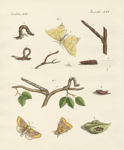 Tyske Phalaena-møll (farget gravering) av German School