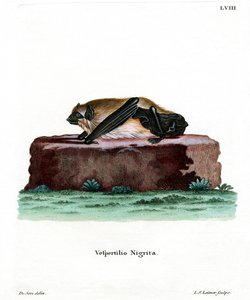 Giant House Bat (farget gravering) av German School