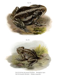 Kjempepadde (farge litho) av German School