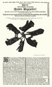 Kjemperotter fanget i Strasbourg i 1683 (gravering) av German School