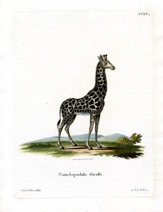 Giraffe (farget gravering) av German School