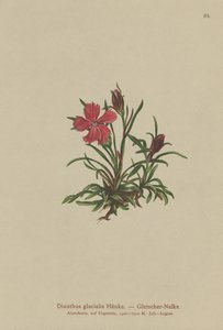 Glacier Pink (Dianthus glacialis) av German School