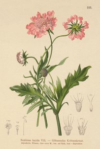 Glanset skabb (Scabiosa lucida) av German School