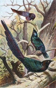 Glossy Starlings, plate fra "Brehms Tierleben: Allgemeine Kunde des Tierreichs", bd. 4, s. 392, utgitt av Bibliographisches Institut av German School