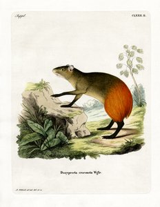 Gylden-rumped Agouti (farget gravering) av German School