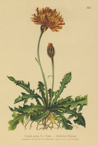 Golden Hawks-skjegg (Crepis aurea) av German School