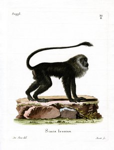 Golden Lion Tamarin (farget gravering) av German School