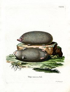 Golden Mole (farget gravering) av German School
