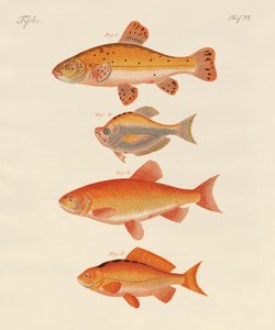 Gullfisk (farget gravering) av German School