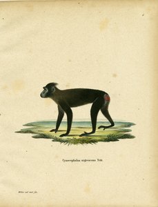 Gorontalo Macaque (farget gravering) av German School