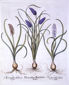 Grape Hyacinths, fra Hortus Eystettensis, av Basil Besler (1561-1629), pub. 1613 (håndfarget gravering) av German School