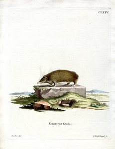 Greater Hedgehog Tenrec (farget gravering) av German School