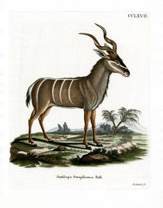 Greater Kudu (farget gravering) av German School