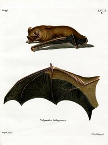 Greater Noctule Bat (farget gravering) av German School