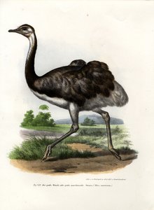 Greater Rhea, 1864 av German School