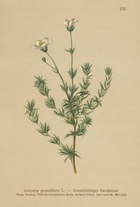 Storsandurt (Arenaria grandiflora) av German School