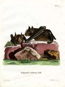 Greater Spear-nosed Bat (farget gravering) av German School