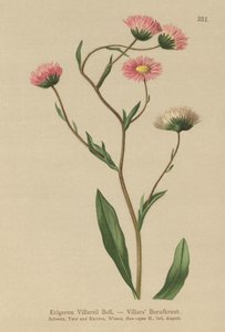 Gresk loppebane (Erigeron Villarsii, Erigeron atticus) av German School
