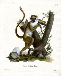 Green Monkey (farget gravering) av German School