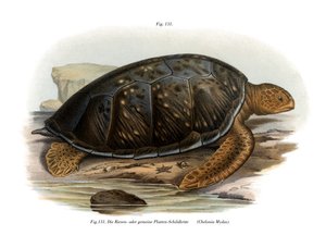 Grønn skilpadde (farge litho) av German School