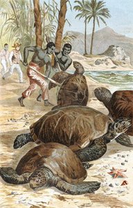 Grønn skilpadde, tallerken fra "Brehms Tierleben: Allgemeine Kunde des Tierreichs", vol.7, s.596, utgitt av Bibliographisches Institut av German School