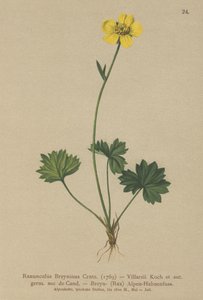 Greniers smørblomst (Ranunculus Breynius, Ranunculus Villarsii, Ranunculus grenierianus) av German School