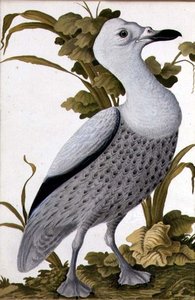 Grey Goose, ca. 1740 (akvarell på papir) av German School