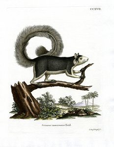 Grizzled Giant Squirrel (farget gravering) av German School