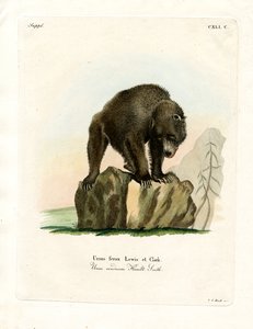 Grizzly Bear (farget gravering) av German School