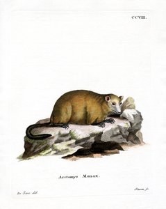Groundhog (farget gravering) av German School
