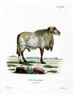 Guineasau (farget gravering) av German School