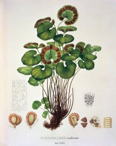 Gymnogramme Reniformis, bord XXVI fra 'Plantarum Cryptogamicarum Brasiliensium' av Johann Baptist Von Spix og Carl Friedrich Von Martius av German School