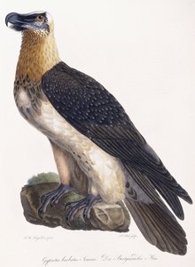 Gypaetus skjeggete Sonninus av German School