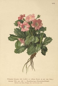 Håret Primrose (Primula hirsuta) av German School