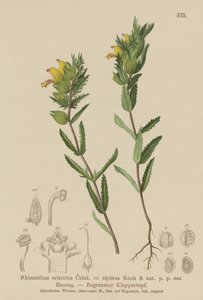 Håret gul rangle (Rhinanthus aristatus, Rhinanthus alpinus) av German School