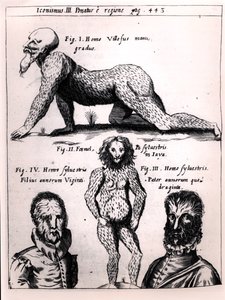 Håret mann og vill mann, illustrasjon fra Physica Curiosa av Gaspar Schott (1608-66) av German School