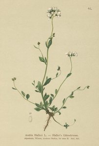 Hallers veggkarse (Arabis Haller) av German School