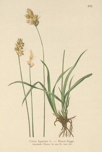 Haresiv (Carex leporina, Carex ovalis) av German School