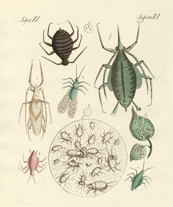 Skadelige insekter