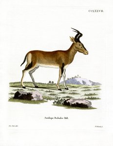 Hartebeest (farget gravering) av German School