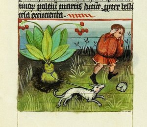 Høsting av Mandrake, The Nature of Things - Rabanus Maurus, ca. 1425 (gouache på vellum) av German School