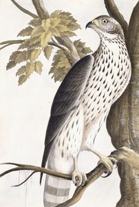 Hawk, 1750-1800 av German School