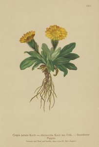 Hawks-skjegg (Crepis jubata, Crepis rhaetica) av German School