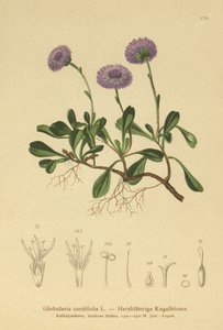 Hjertebladet Globe Daisy (Globularia cordifolia) av German School