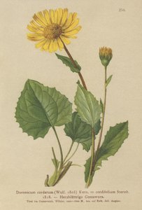 Hjertebladet leopardbane (Doronicum cordatum, Doronicum cordifolium, Aronicum cordatum) av German School