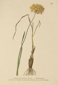 Hvitløk (Allium ericetorum, Allium ambiguum, Allium graminifolium) av German School
